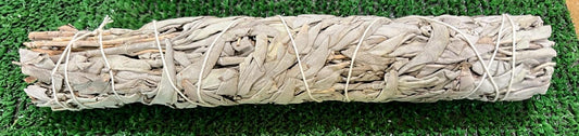 Sauge Blanche 24cm